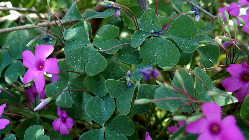 Oxalis articulata